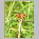 Scatophaga sp - Dungfliege 01a.jpg